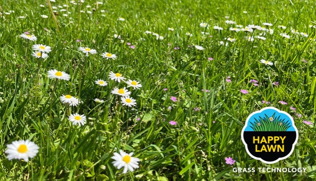 Kolorowy trawnik Happy Lawn z różnymi gatunkami kwiatów